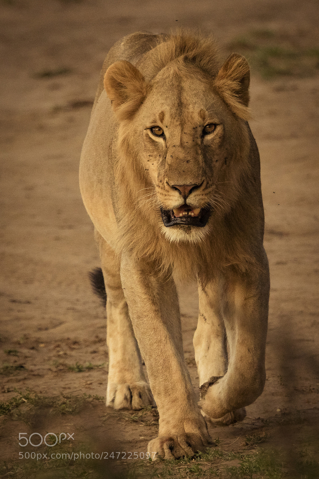 Canon EOS 7D Mark II sample photo. Living like a king photography