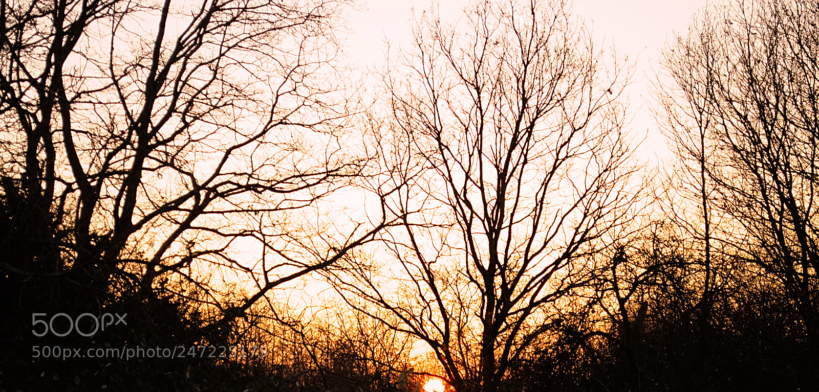 Nikon D5100 sample photo. Sunrise sprinkles life into photography
