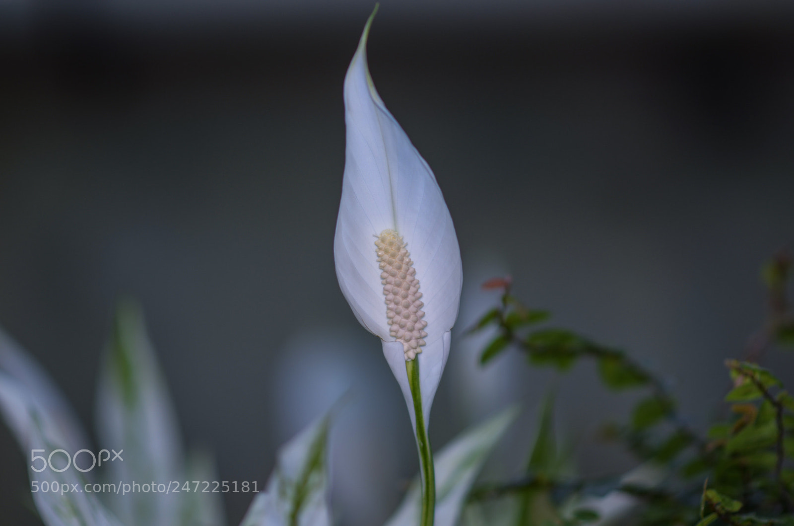 Nikon D5100 sample photo. Flower photography