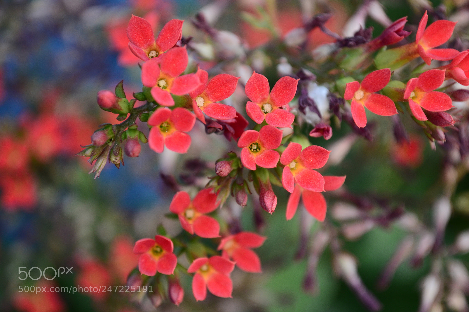 Nikon D3100 sample photo. Red flower photography