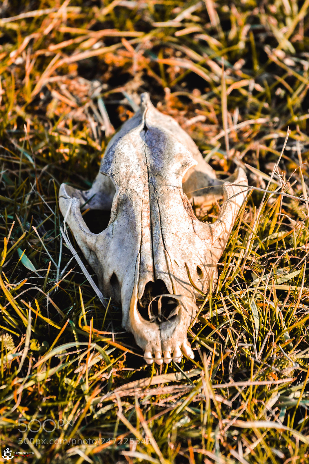 Nikon D3100 sample photo. To be or not photography