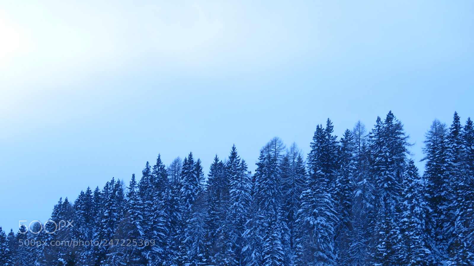 Canon PowerShot SX710 HS sample photo. Winter forest photography