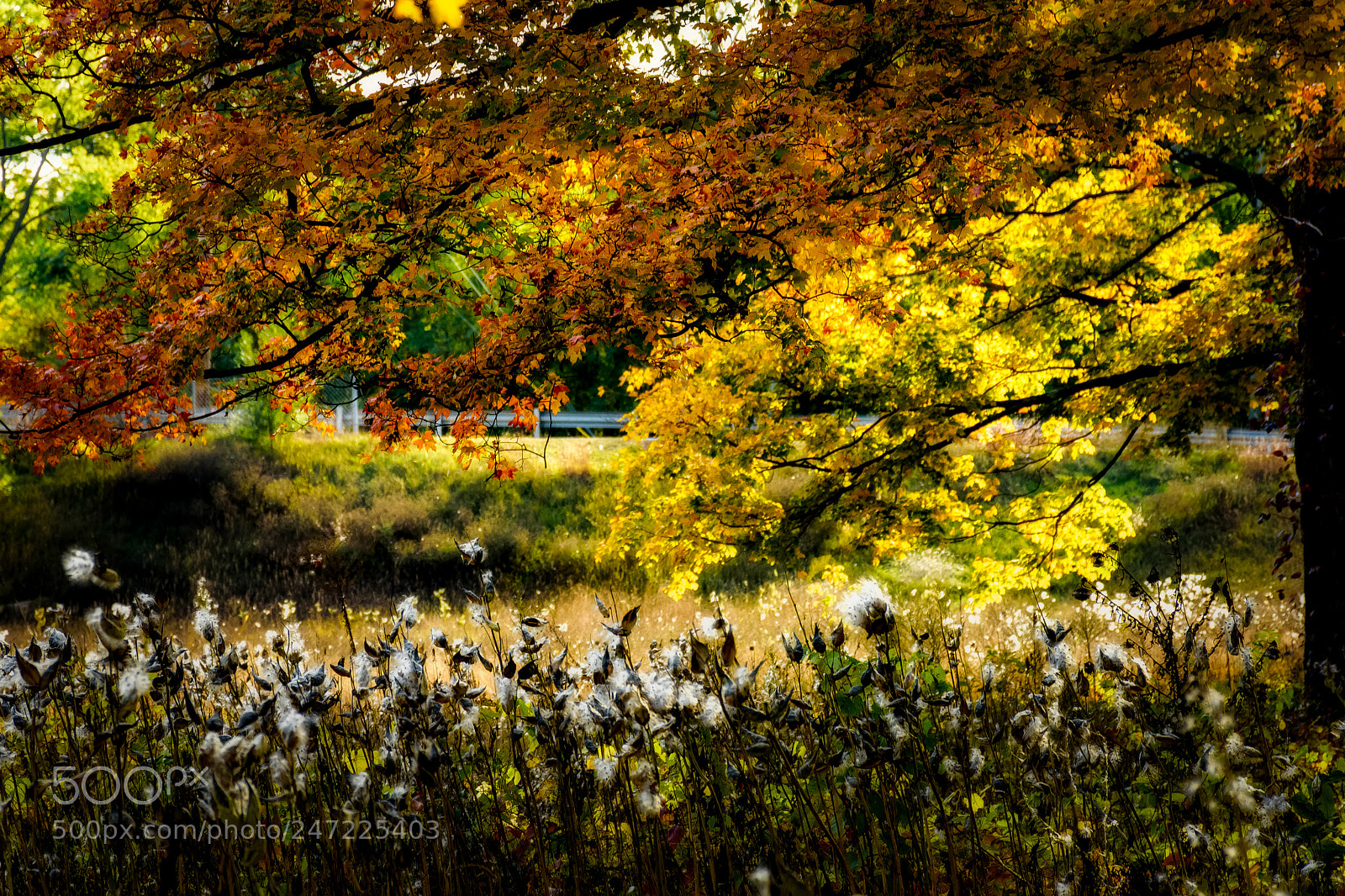 Nikon D7200 sample photo. Fall colors at jofnson photography