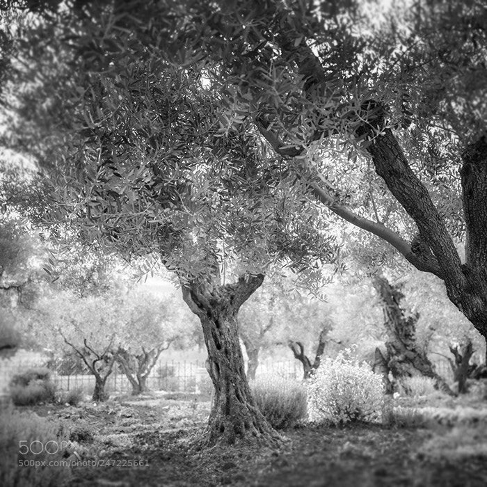 Hasselblad X1D-50c sample photo. Garden of gethsemane photography