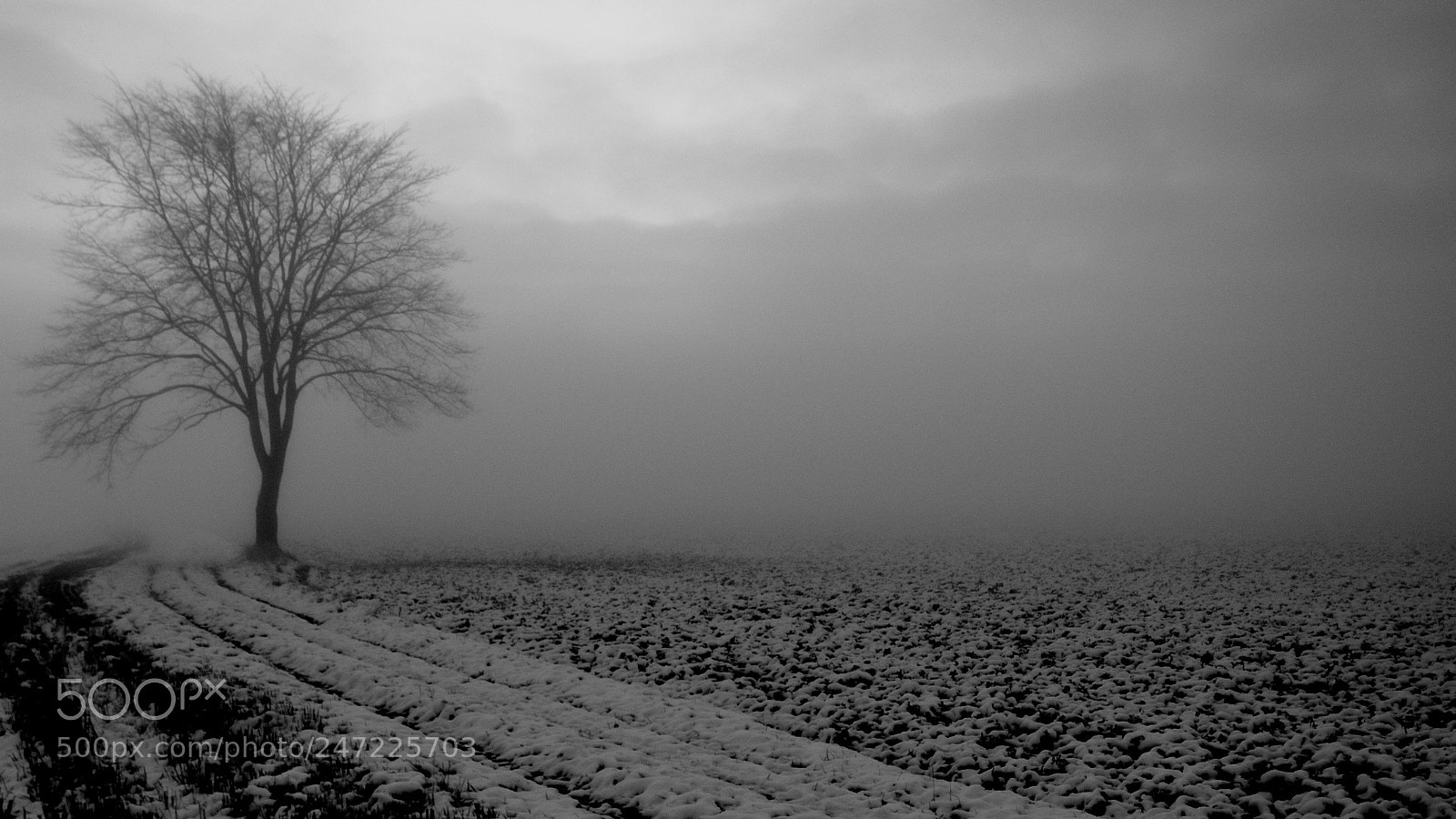 Nikon D5100 sample photo. Fog and snow photography