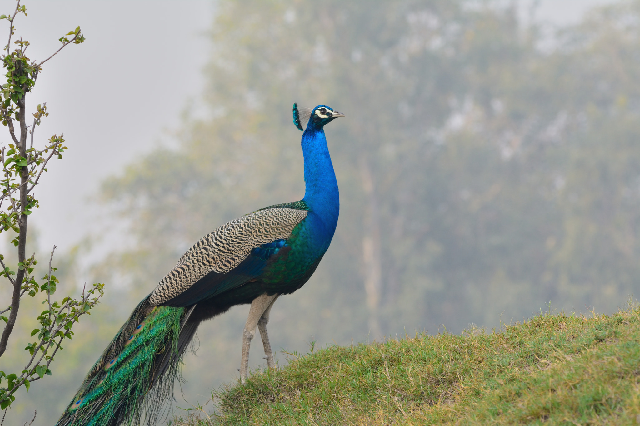 Sigma 150-600mm F5-6.3 DG OS HSM | C sample photo. Indian peafowl photography