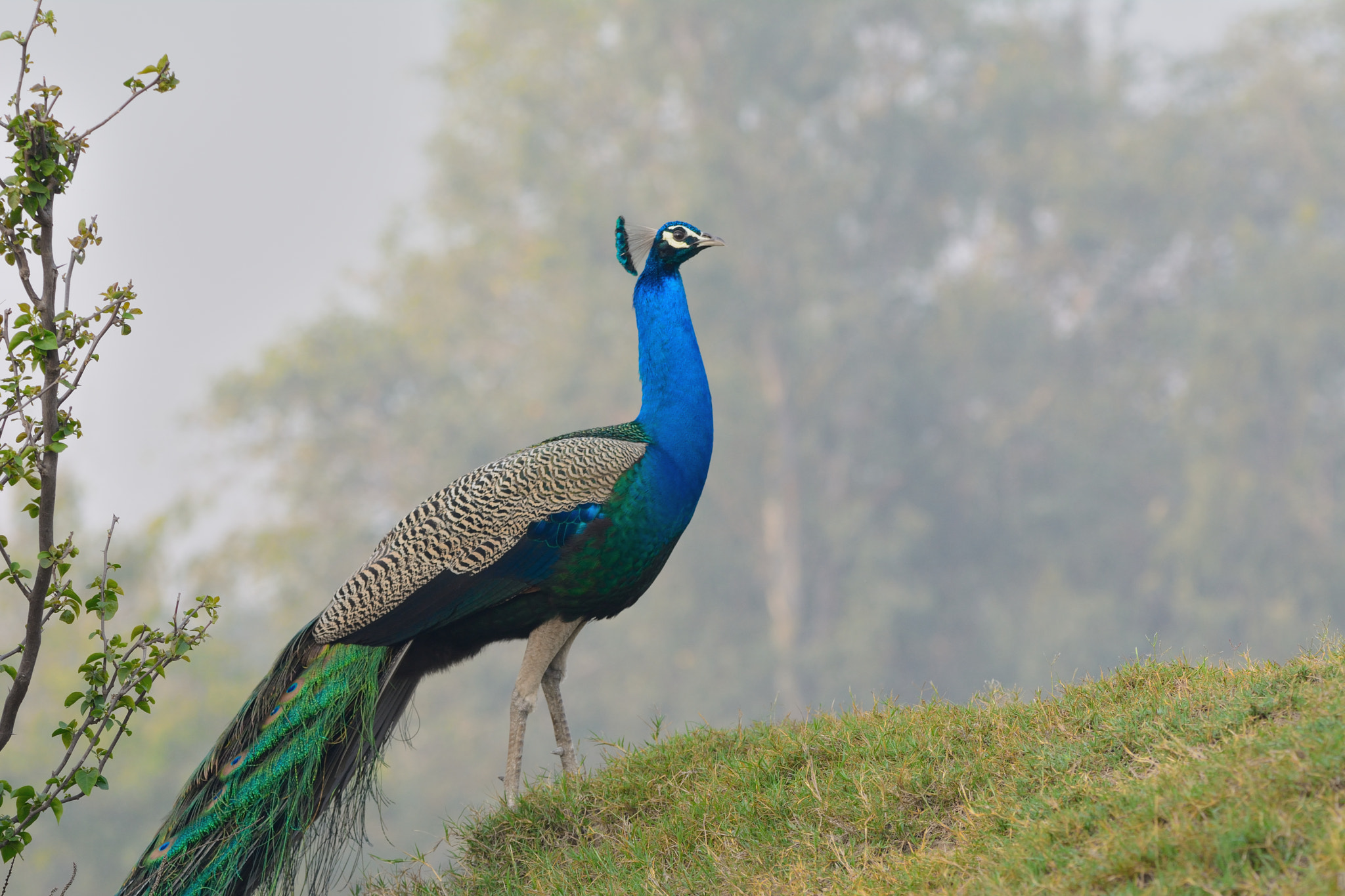 Nikon D7100 + Sigma 150-600mm F5-6.3 DG OS HSM | C sample photo. Indian peafowl photography