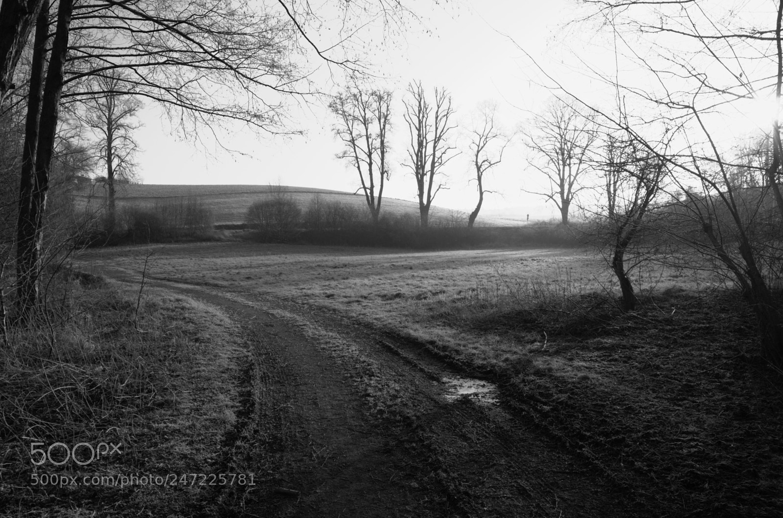 Nikon D5100 sample photo. Morning has broken photography
