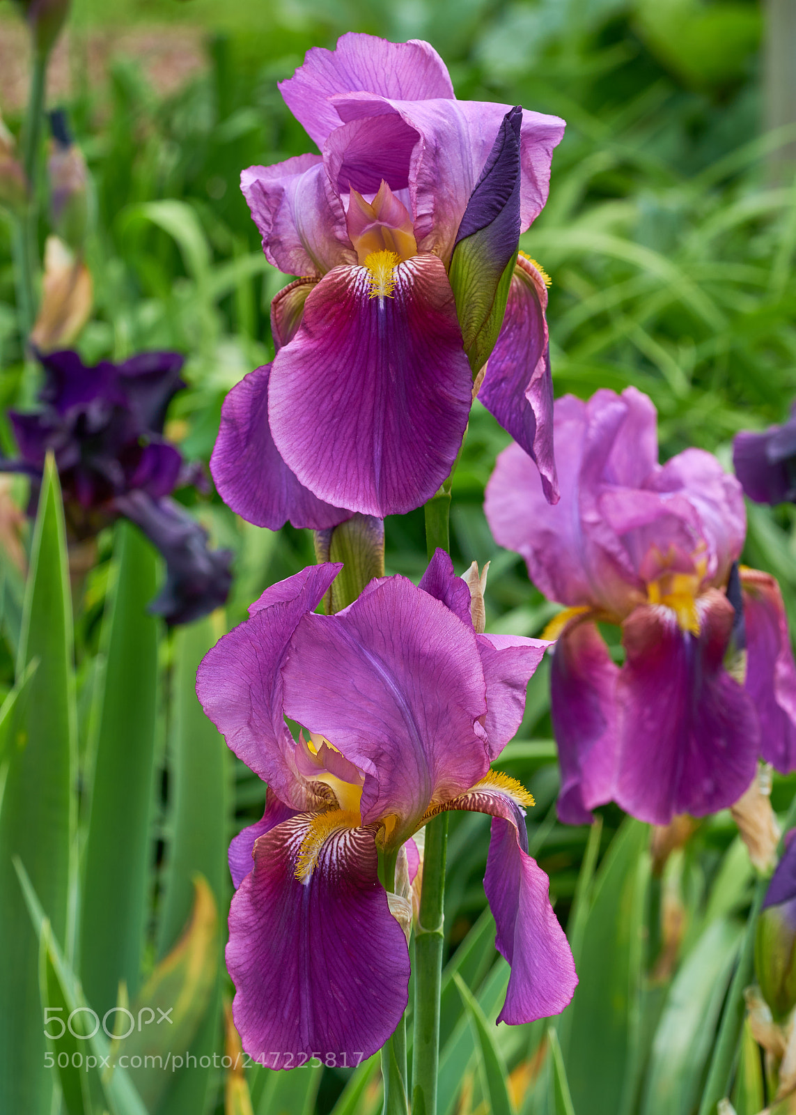 Sony a7R II sample photo. Irises photography