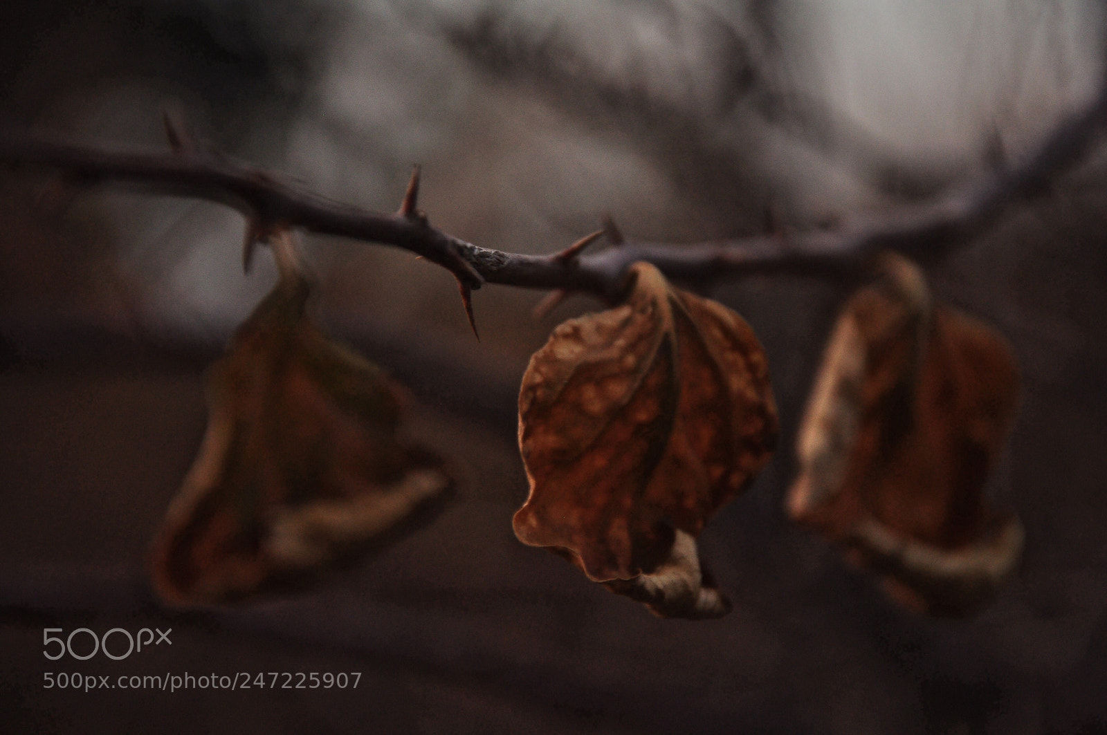Nikon D90 sample photo. Untitled photography