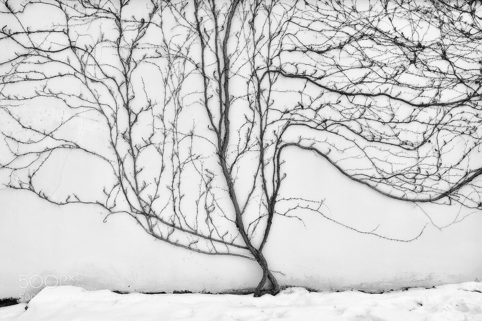 Nikon D500 sample photo. Nature photography