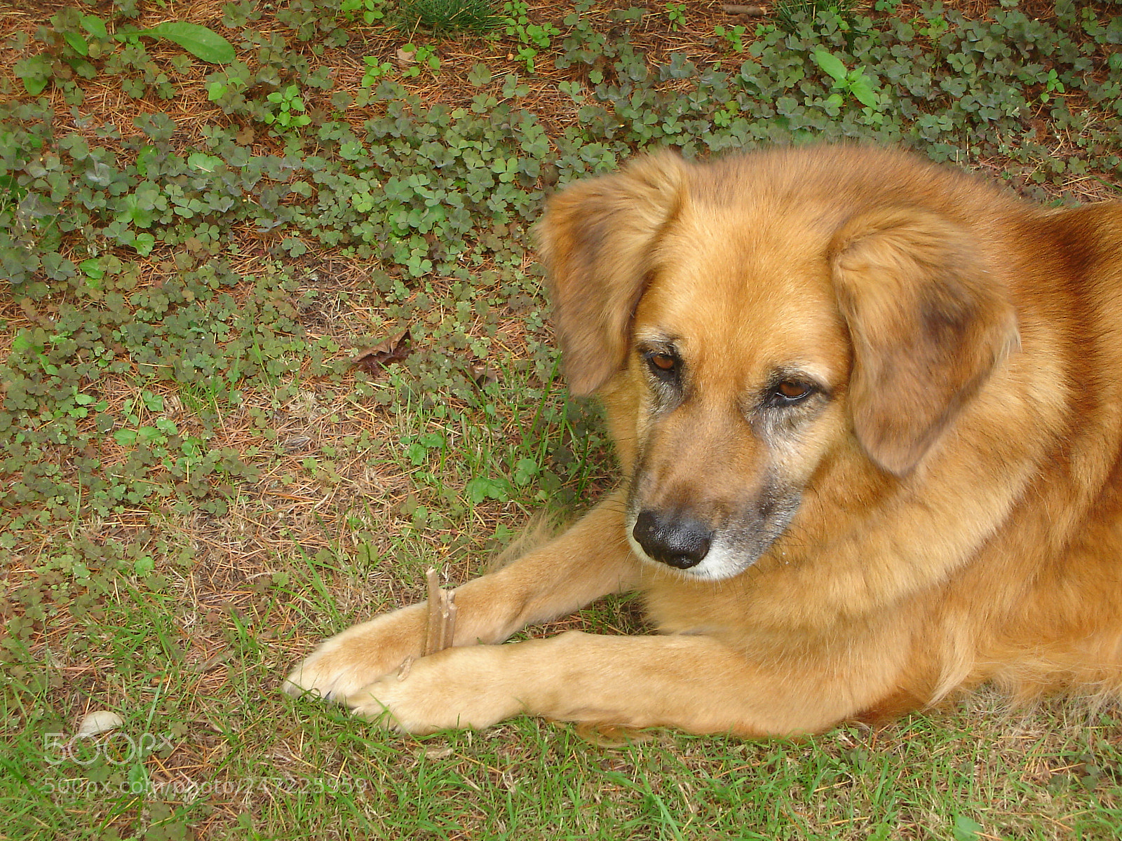 Sony DSC-L1 sample photo. Flo the best dog photography