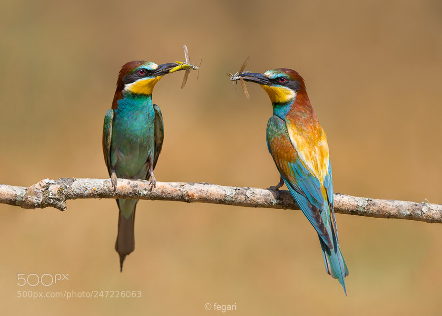 Canon EOS 7D Mark II sample photo. Bee-eaters eating grasshopers photography