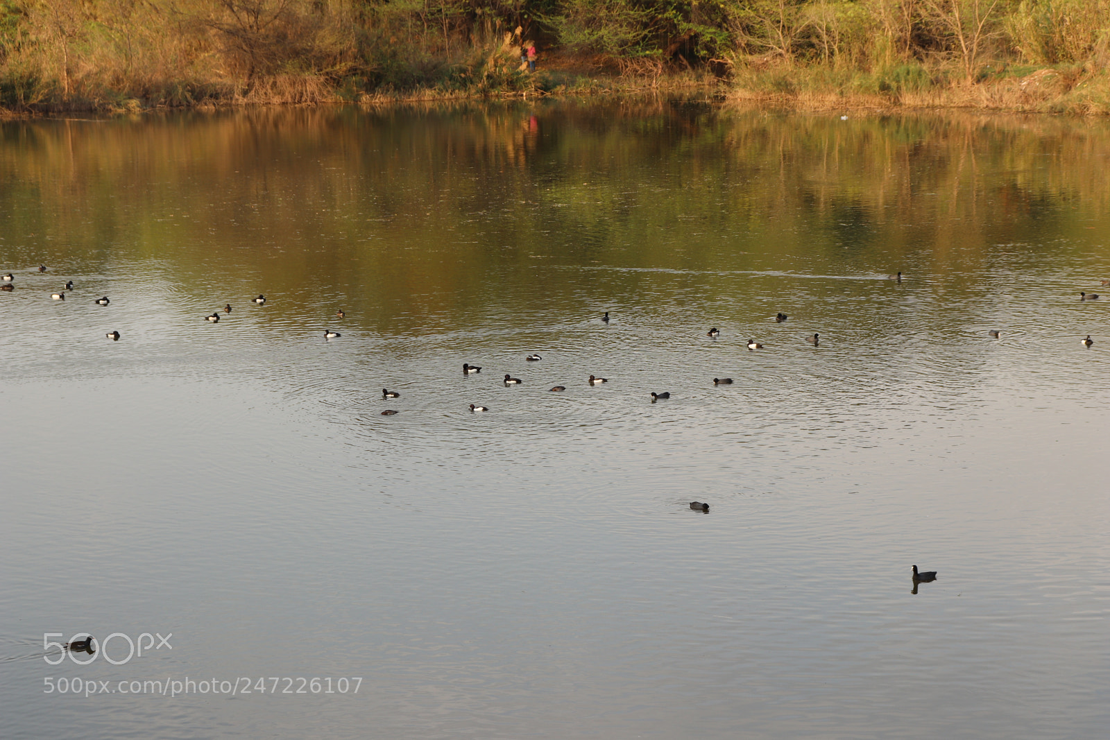 Canon EOS 200D (EOS Rebel SL2 / EOS Kiss X9) sample photo. A pond photography