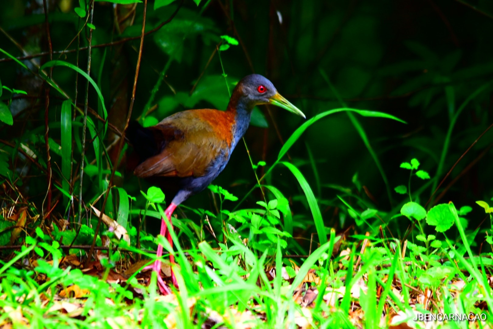 Sigma 150-500mm F5-6.3 DG OS HSM sample photo. Saracura photography