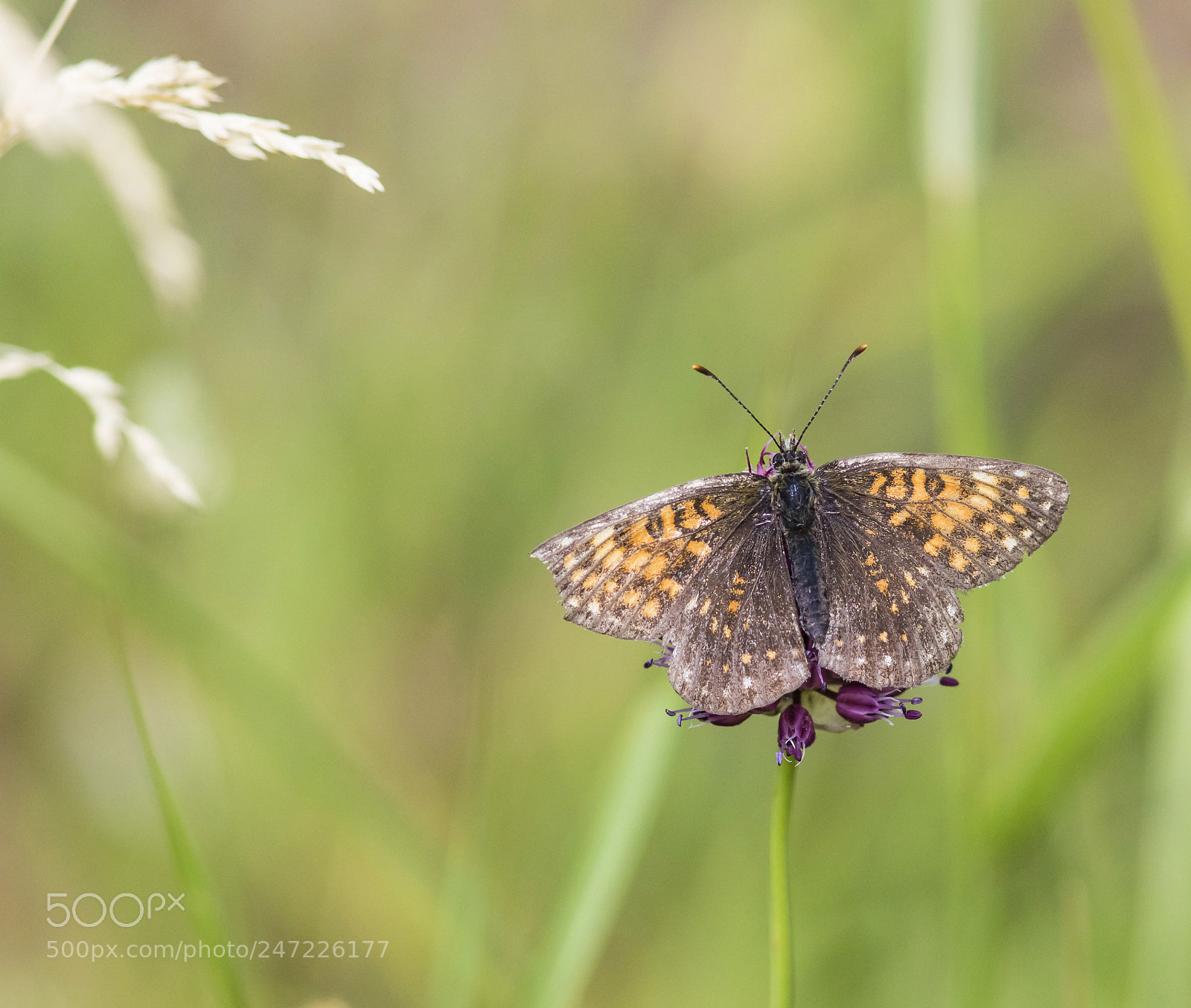 Canon EOS 7D Mark II sample photo. Butterfly photography