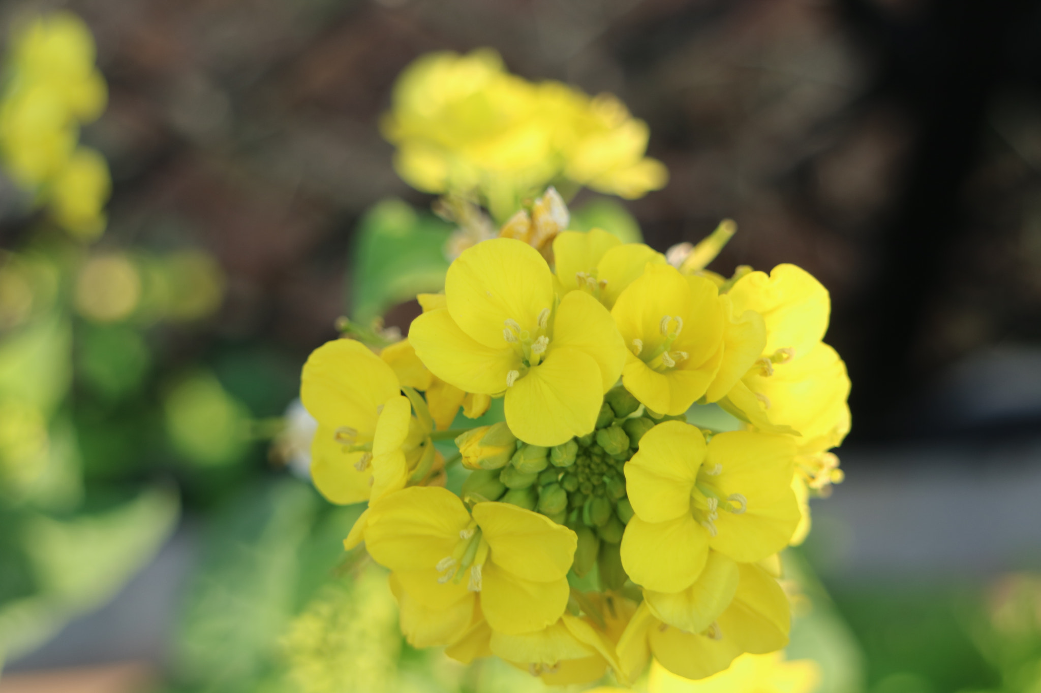 Canon EOS M3 sample photo. Untitled photography