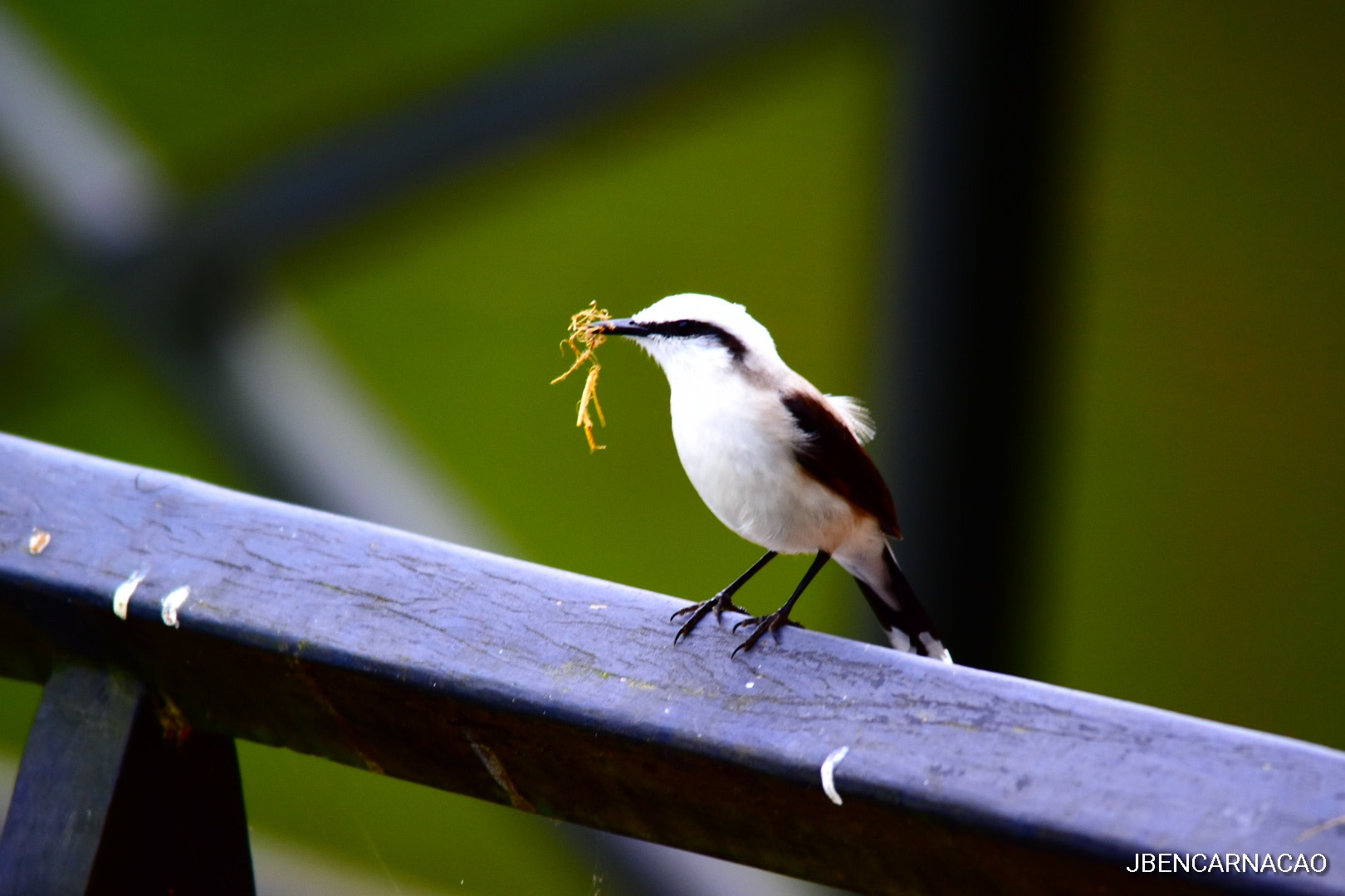 Nikon D5600 + Sigma 150-500mm F5-6.3 DG OS HSM sample photo. Making nest photography