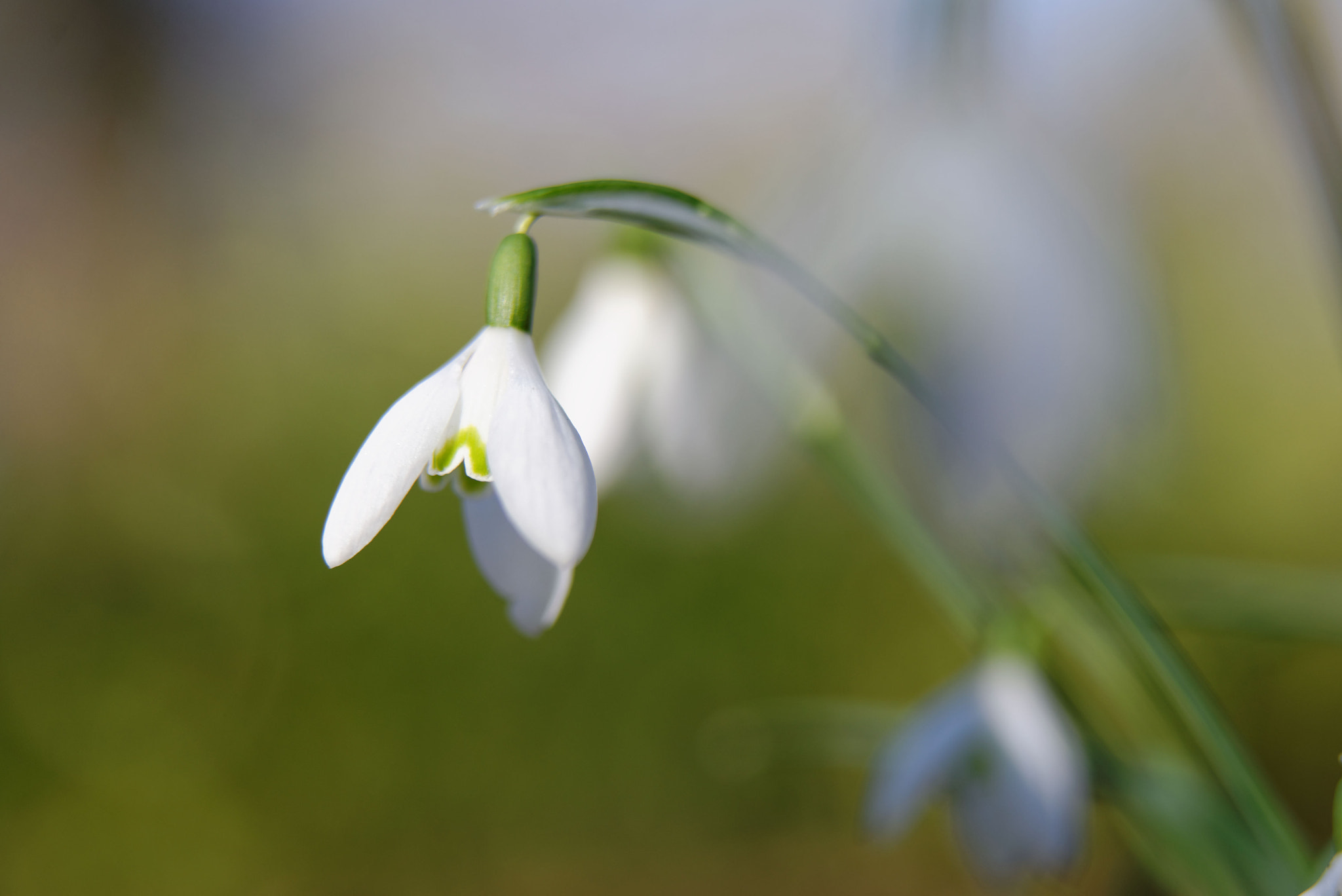 Nikon AF-S Nikkor 70-200mm F2.8G ED VR II sample photo. Messenger of spring... photography