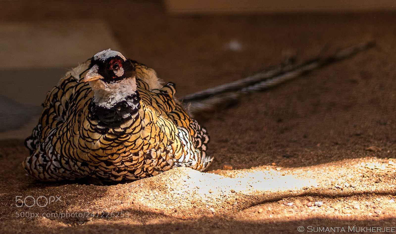 Nikon D810 sample photo. Rest - reeves's pheasant photography