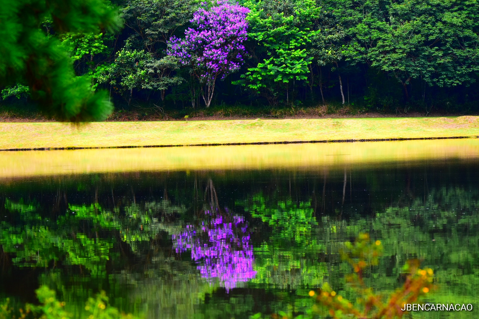 Sigma 150-500mm F5-6.3 DG OS HSM sample photo. Reflection lilac photography