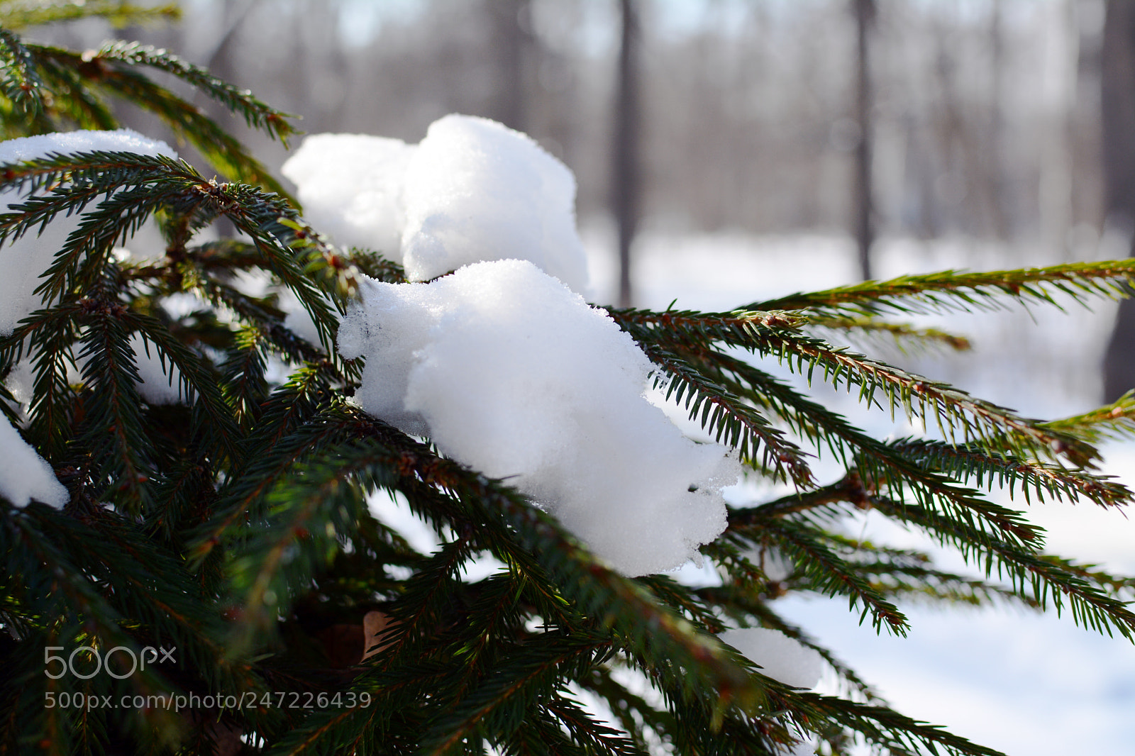 Nikon D7100 sample photo. Bright day) photography