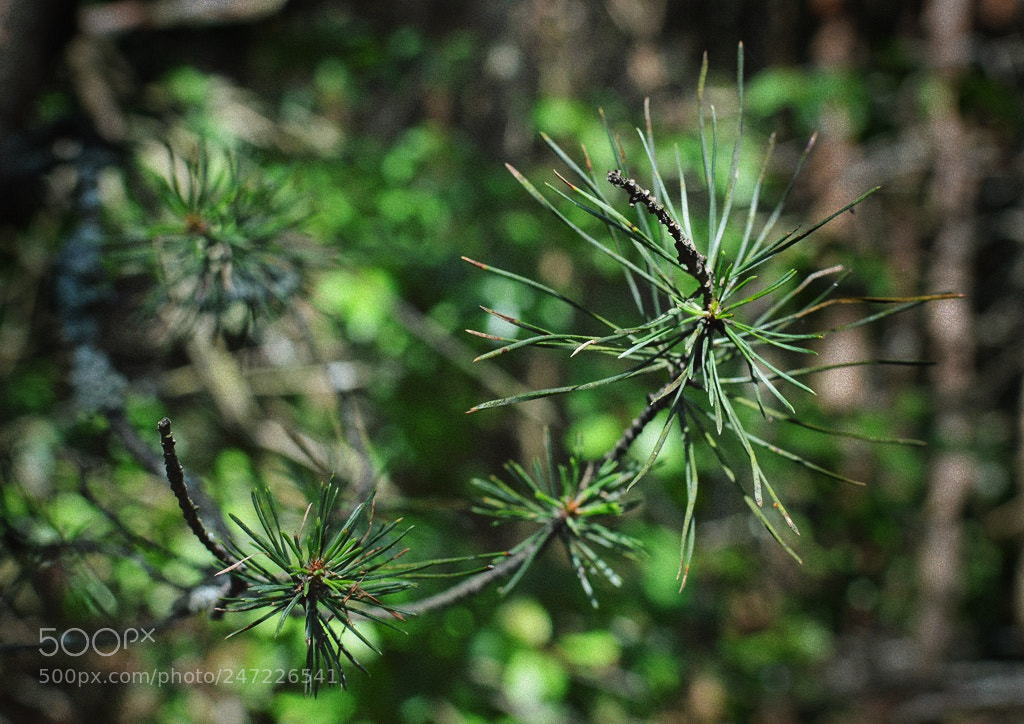 Nikon D3200 + Nikon AF-S DX Nikkor 35mm F1.8G sample photo. *** photography