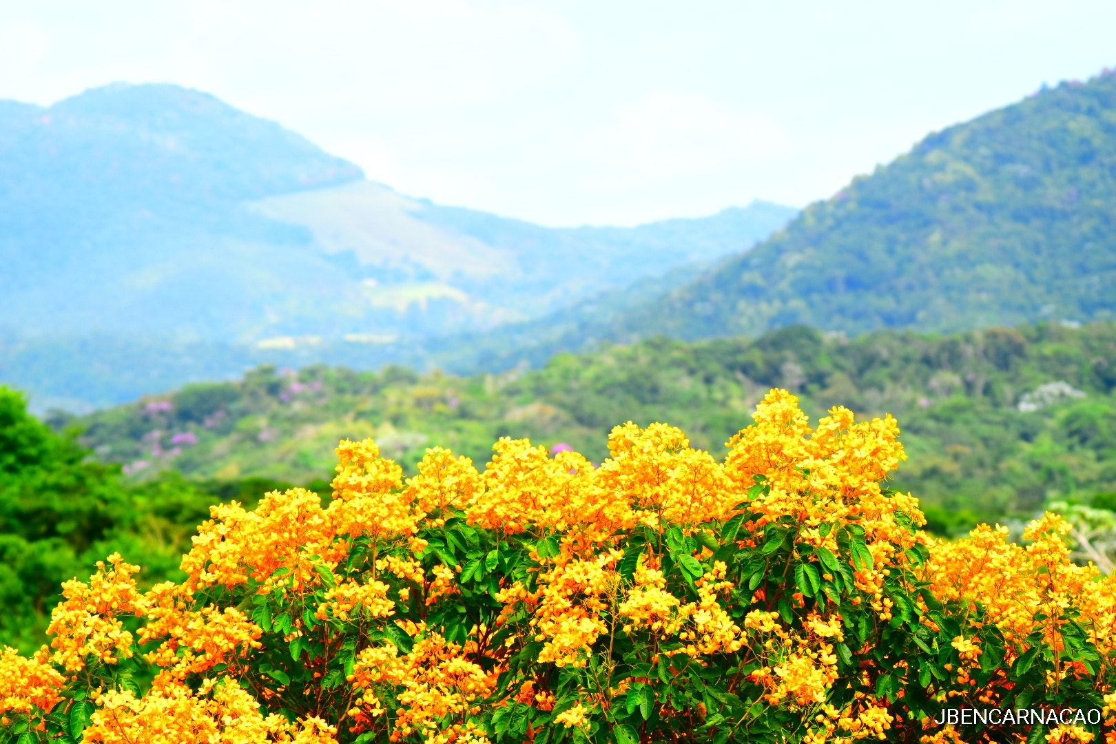 Sigma 150-500mm F5-6.3 DG OS HSM sample photo. The yellow view photography