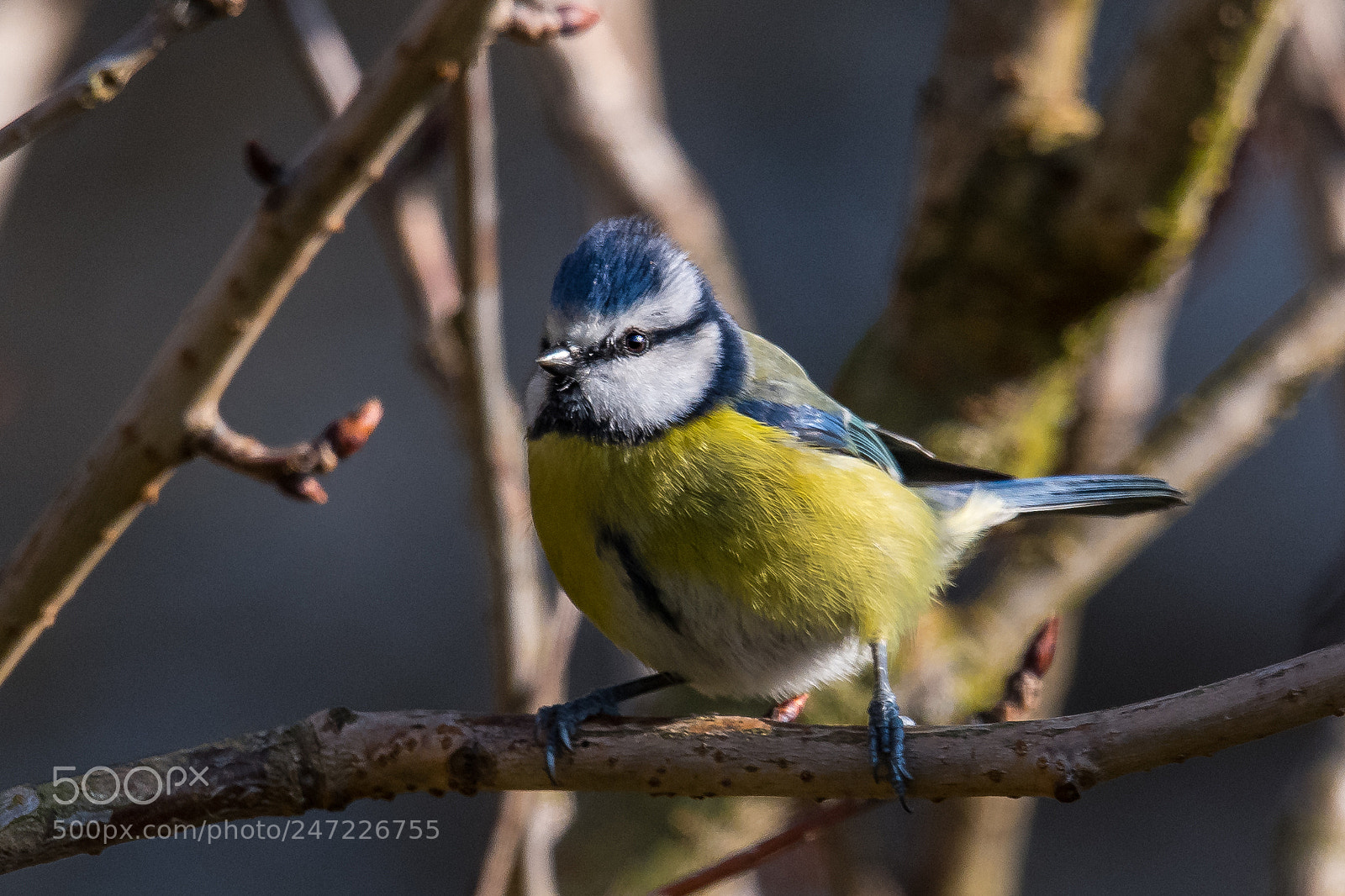 Nikon D850 sample photo. Mohican tit! photography