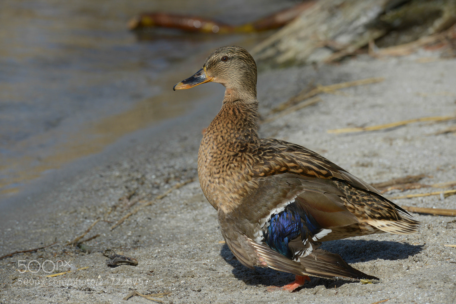 Nikon D800 sample photo. Broken wing photography