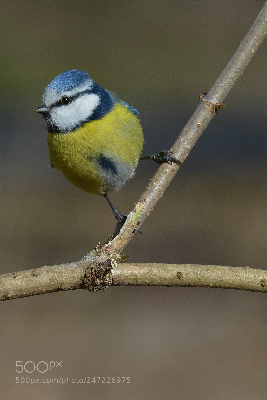 Nikon D800 sample photo. Blue tit photography