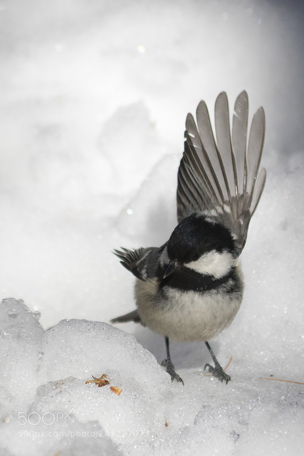 Canon EOS 7D Mark II sample photo. Coal tit photography