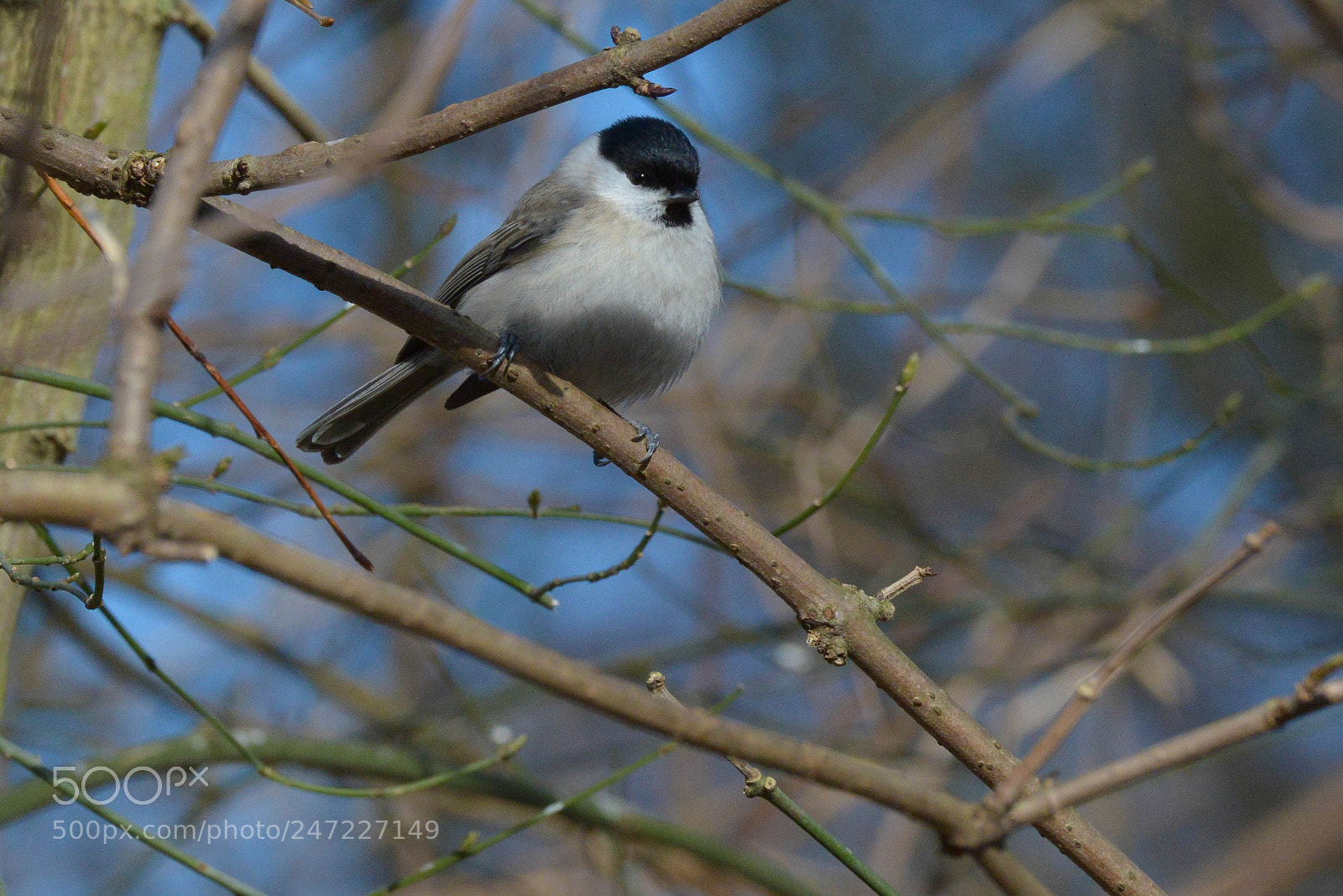 Nikon D800 sample photo. Weiden- oder sumpfmeise photography