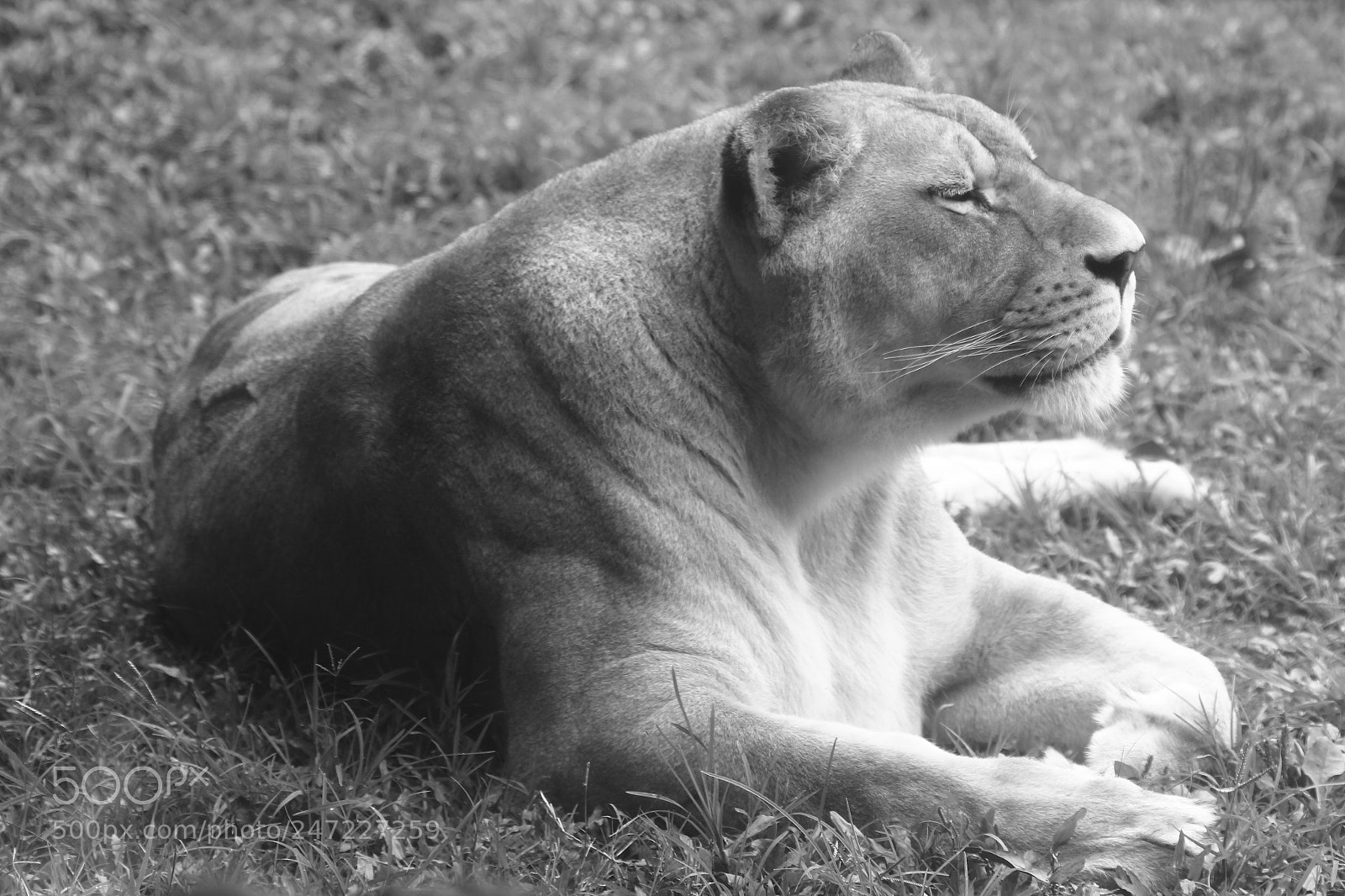 Canon EOS 550D (EOS Rebel T2i / EOS Kiss X4) sample photo. Enjoying at the moment photography