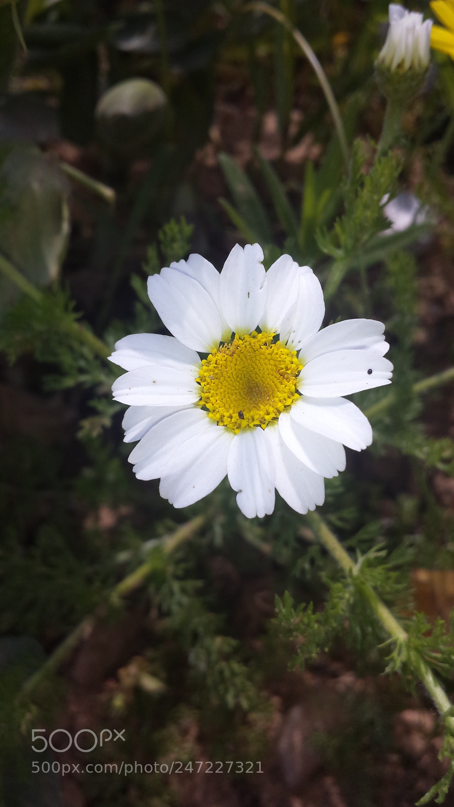 Samsung Galaxy S4 sample photo. 20150409_100852.jpg photography
