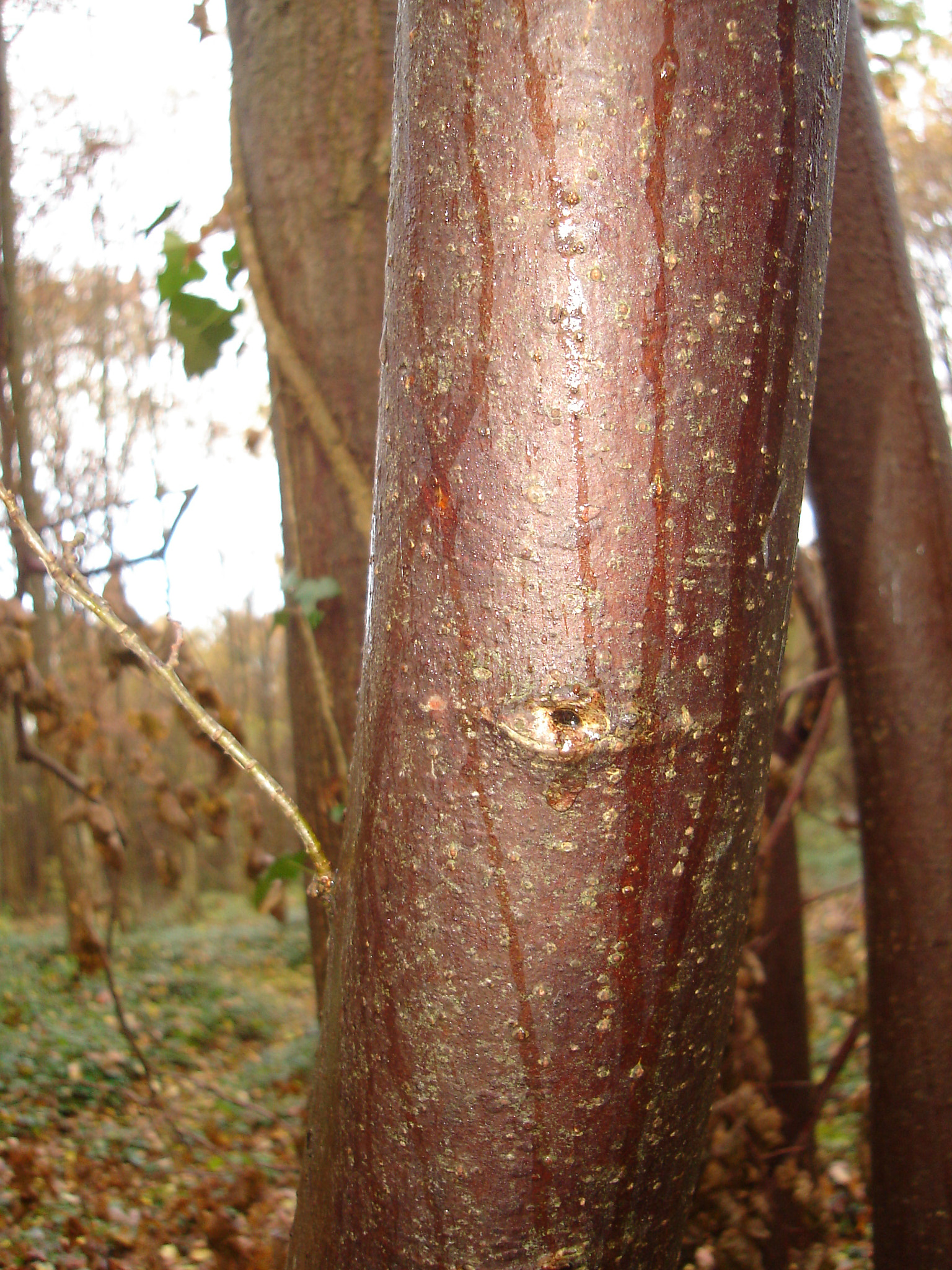 Sony DSC-L1 sample photo. Wood photography