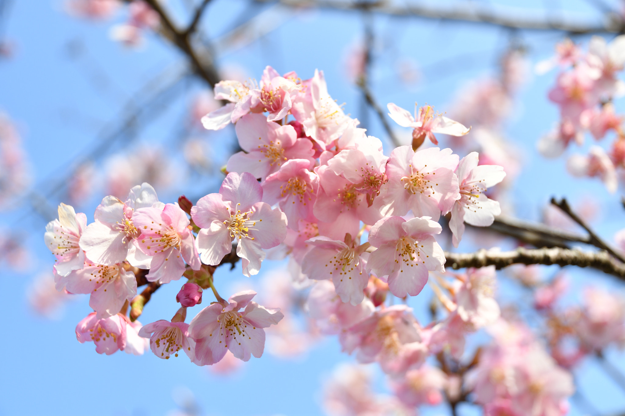 Nikon D500 sample photo. Cherry  blossom photography
