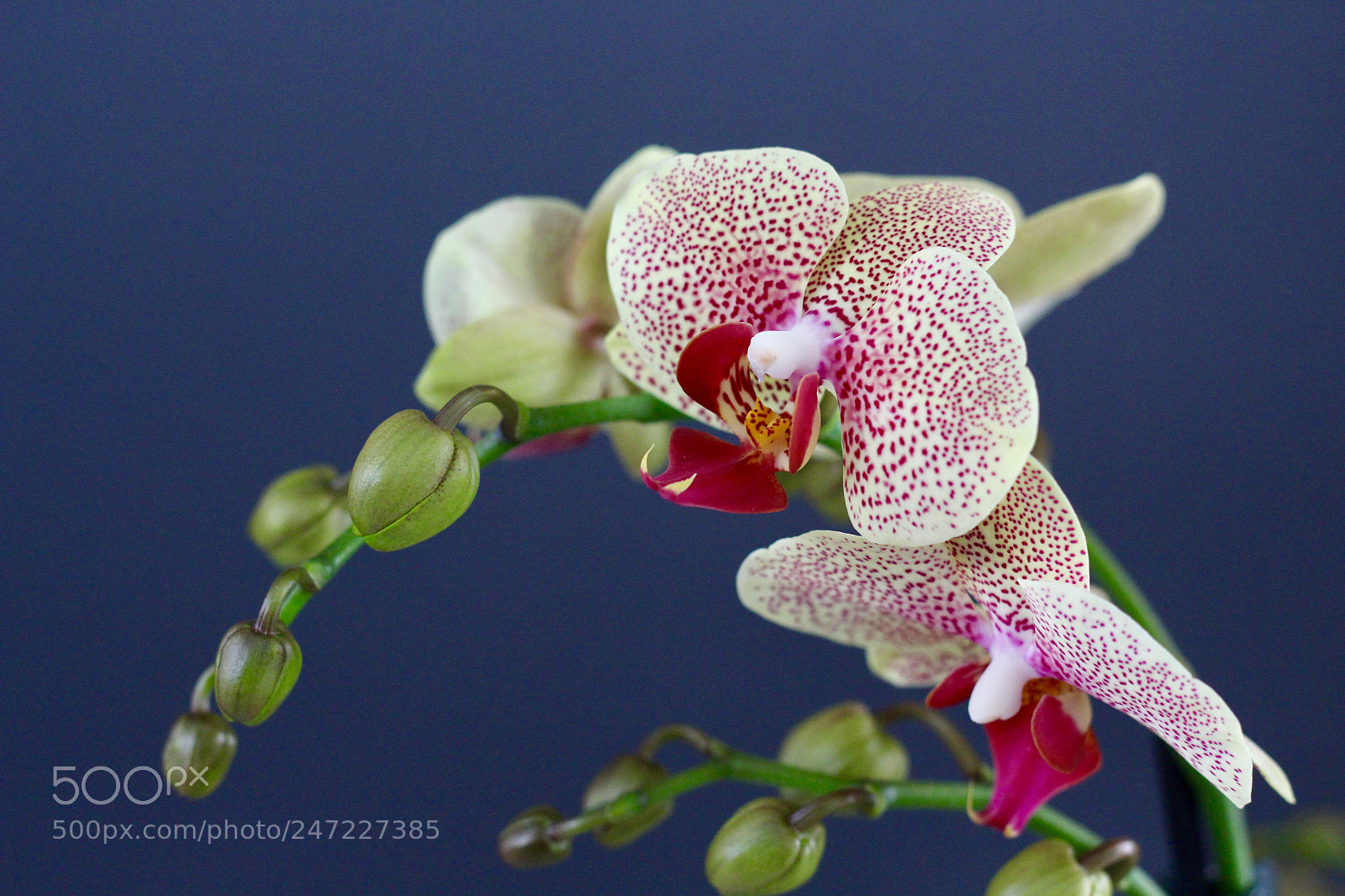 Canon EOS 700D (EOS Rebel T5i / EOS Kiss X7i) sample photo. Orchidee photography