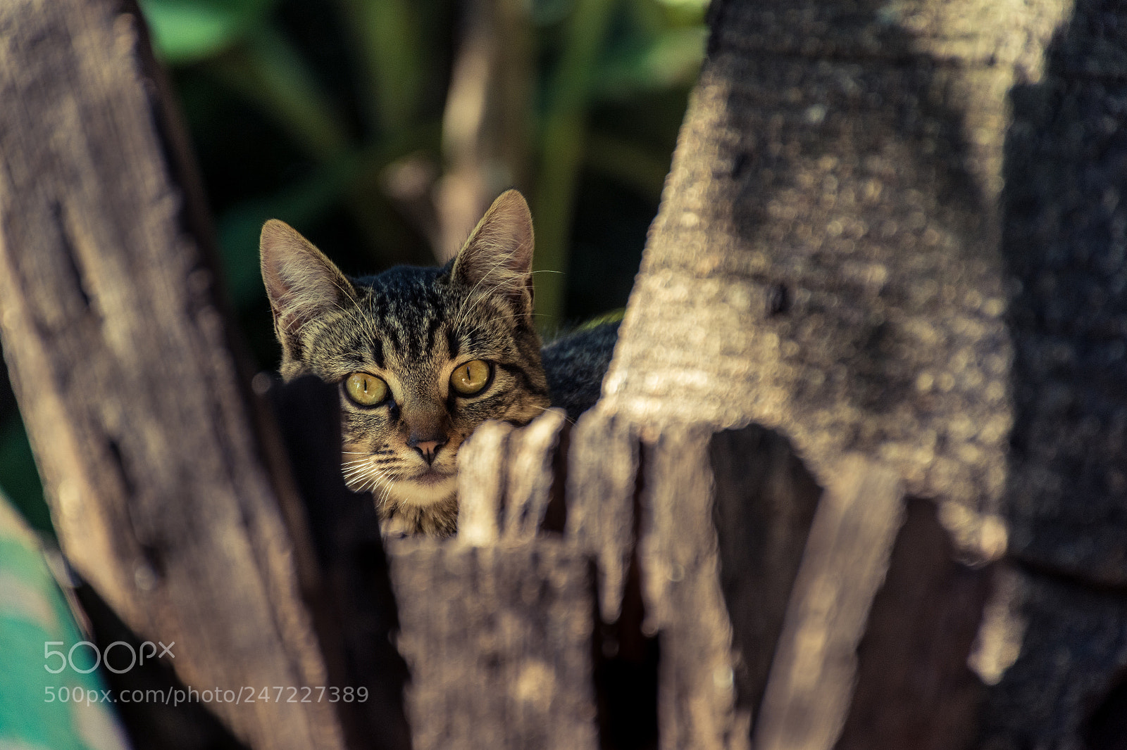Nikon D7200 sample photo. Cat hidden photography