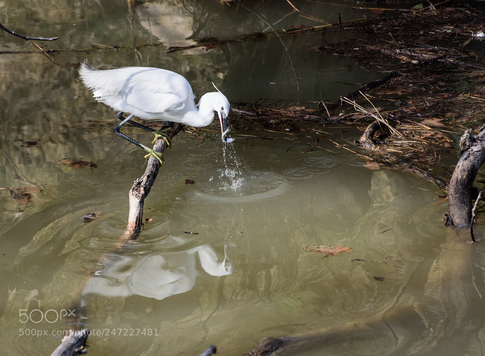 Nikon D7200 sample photo. Fqm photography