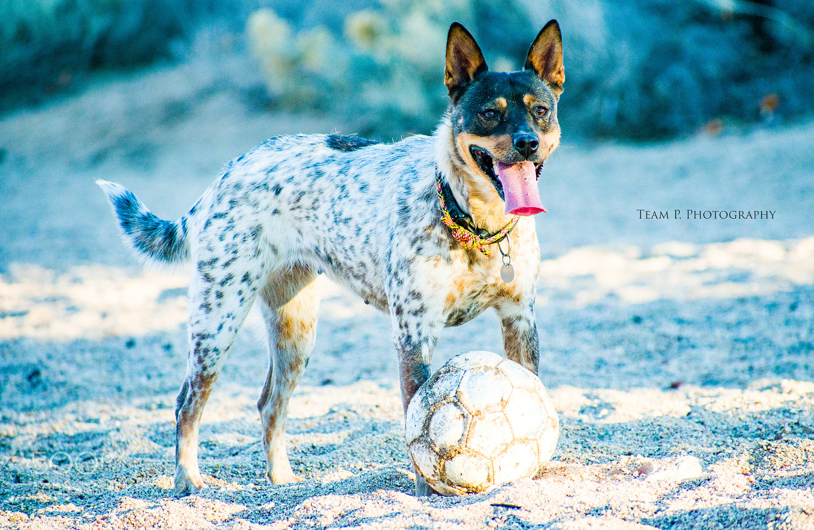 Nikon D3400 sample photo. Put me in coach photography
