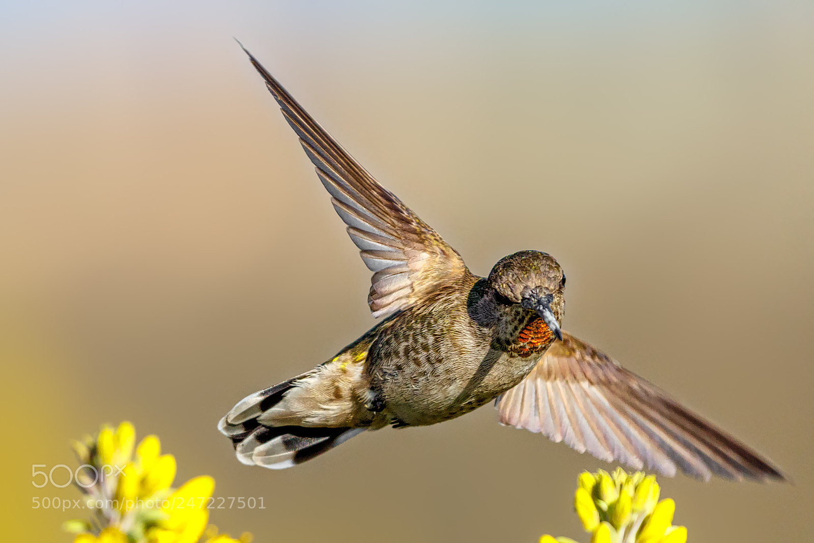 Canon EOS 7D Mark II sample photo. Sharp turn (anna's hummingbird) photography