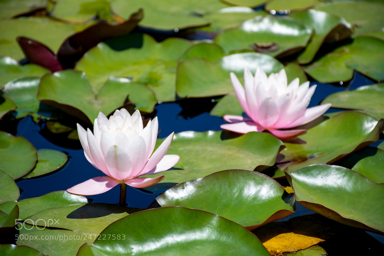 Nikon D5200 sample photo. Blossoming lotuses photography