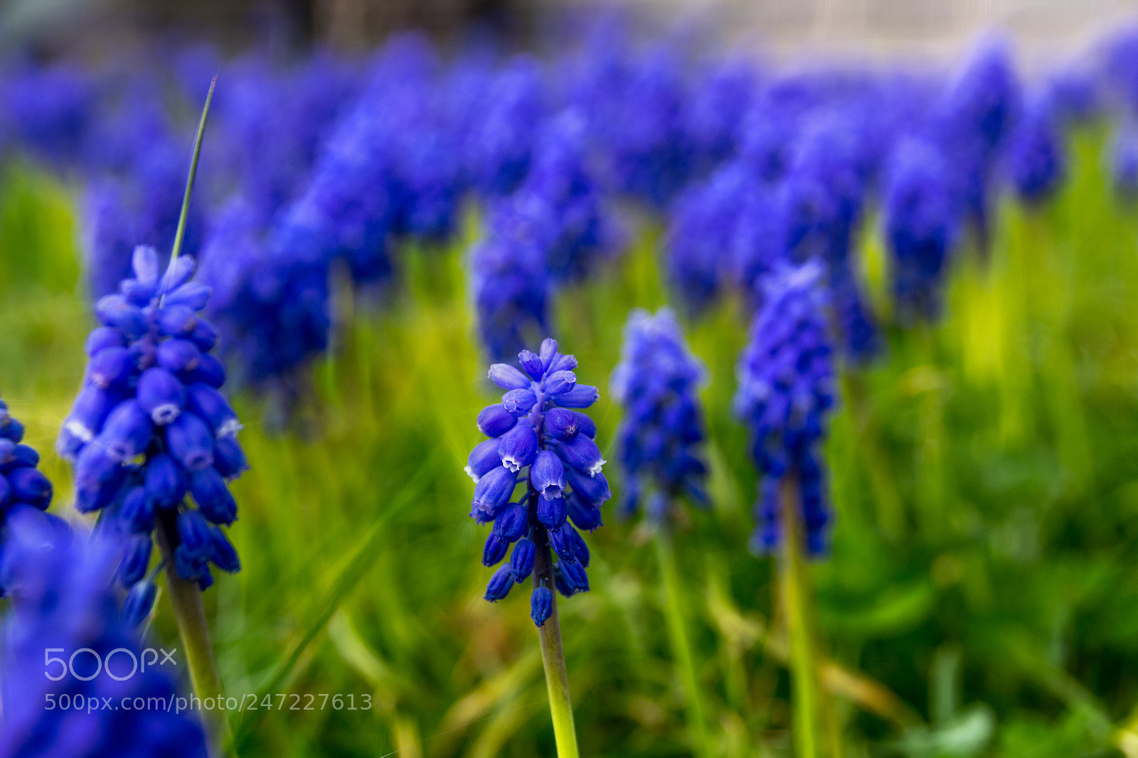 Canon EOS 700D (EOS Rebel T5i / EOS Kiss X7i) sample photo. Hyazinthenmeer photography
