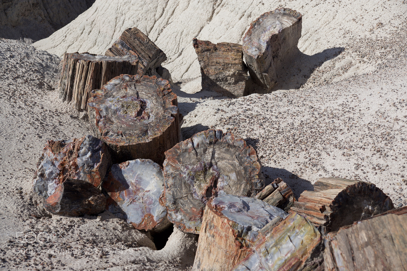 Sony ILCA-77M2 sample photo. Petrified forest photography