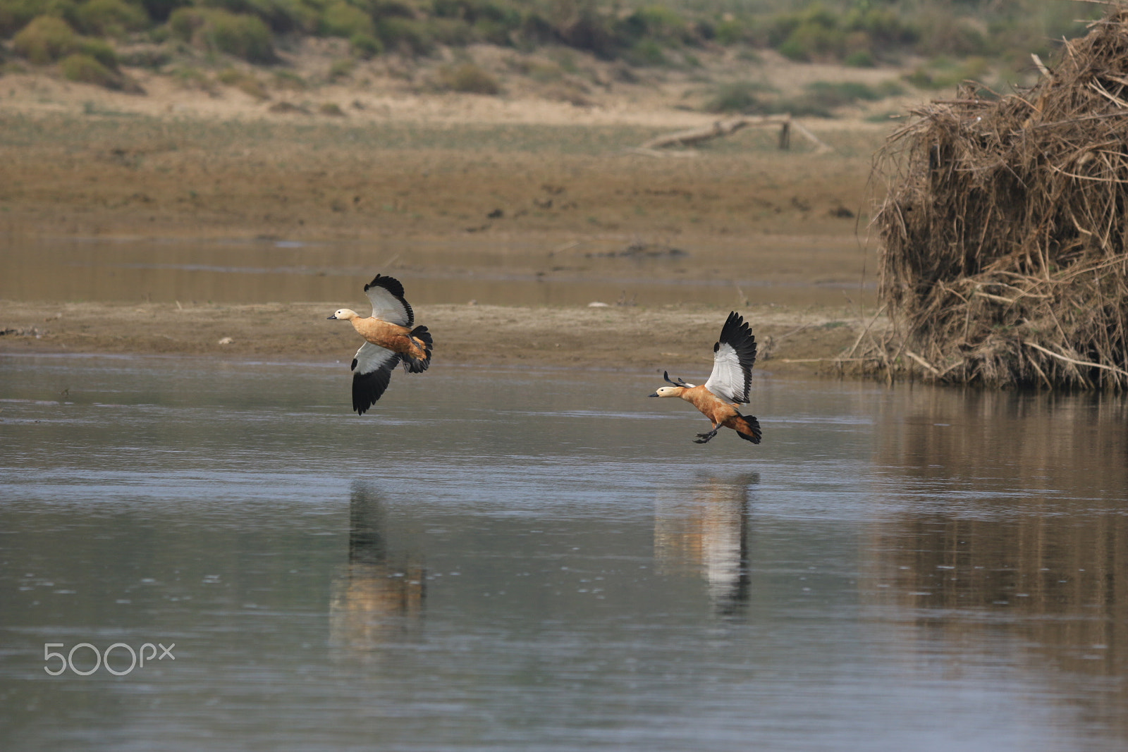 Sigma 150-600mm F5-6.3 DG OS HSM | C sample photo. Landing photography