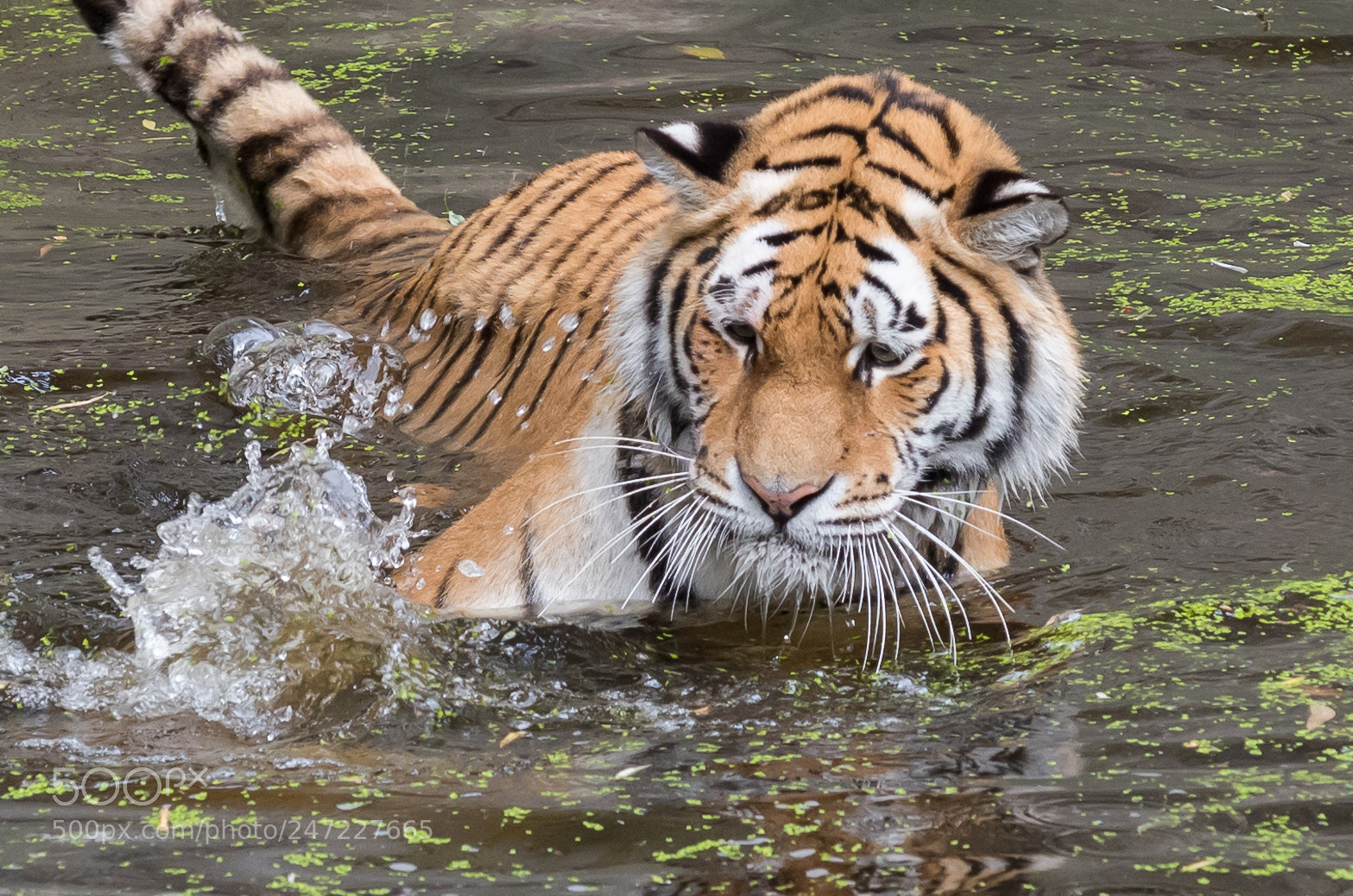 Nikon D810 sample photo. Playing... photography