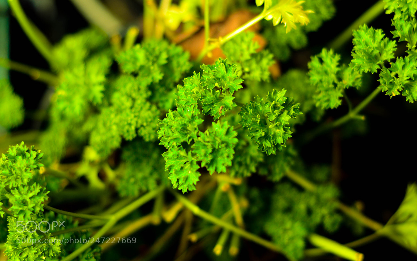 Nikon D7100 sample photo. Plant photography