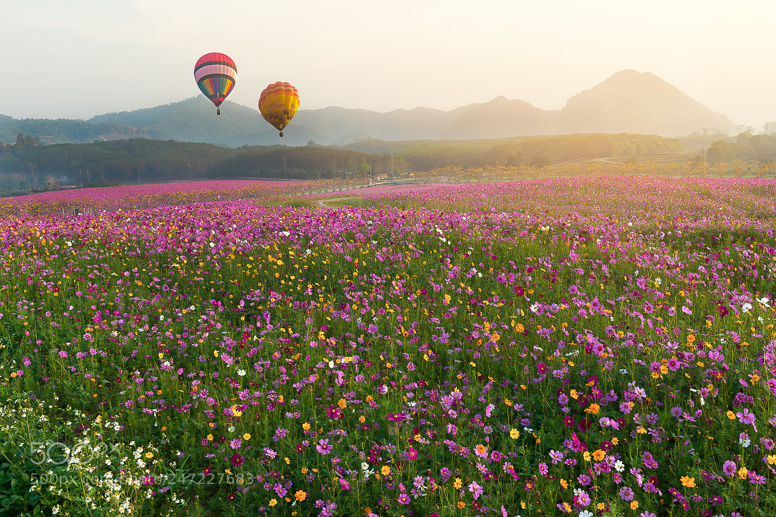 Nikon D800E sample photo. Colorful hot air balloons photography