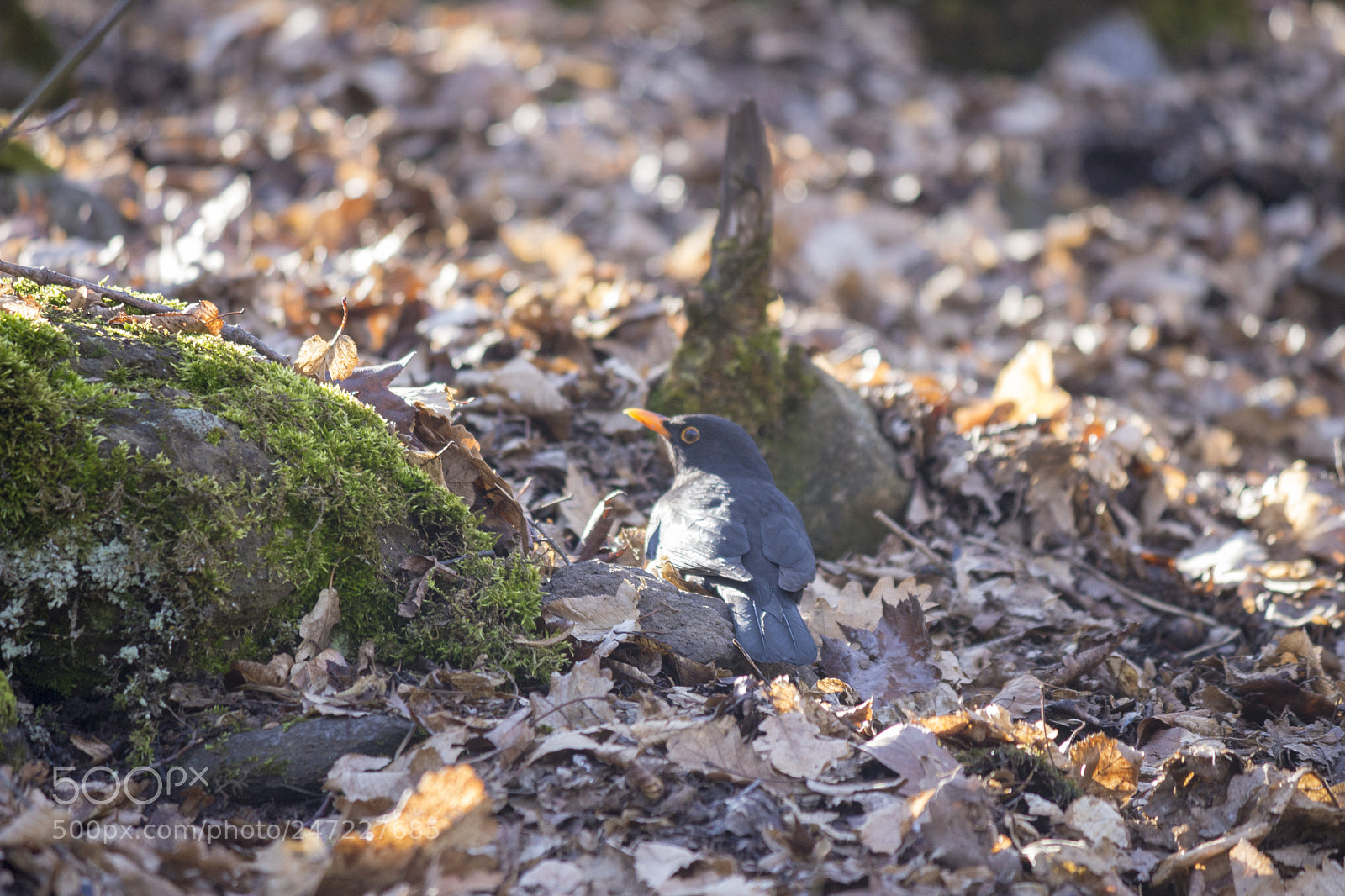 Canon EOS 650D (EOS Rebel T4i / EOS Kiss X6i) sample photo. Black bird photography
